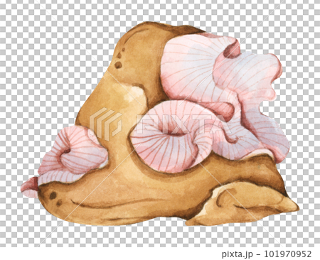 Seaweeds. Underwater ocean plants, sea coral elements. Watercolor illustration. 101970952