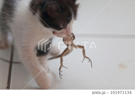 Black and white kitten eating a gecko 101971138