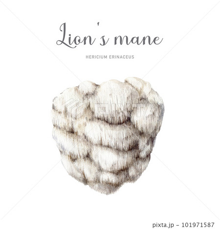 lions mane mushroom watercolor illustration. Hand painted Hericium erinaceus fungus element. Lions mane medicinal mushroom image. Isolated on white background lions mane mushroom watercolor illustration. Hand painted Hericium erinaceus fungus element. Lions mane medicinal mushroom image. Isolated on white background 101971587