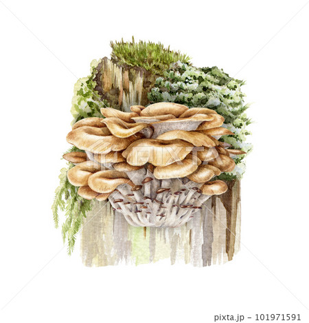 Maitake mushroom bunch on a mossy stump. Watercolor illustration. Hand painted Grifola frondosa fungi. Maitake fresh natural mushrooms growing on a tree. Hand drawn image. White background 101971591