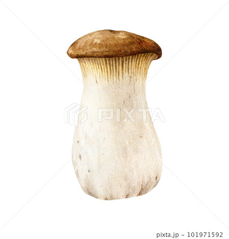 King oyster mushroom watercolor illustration. Hand painted Pleurotus eryngii fungus. Edible fresh king oyster mushroom single element. isolated on white background 101971592