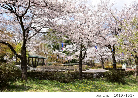 佐野市　城山公園（佐野城跡）散策路と満開桜と東屋 101971617