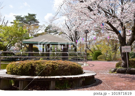 佐野市　城山公園（佐野城跡）散策路と満開桜と東屋 101971619