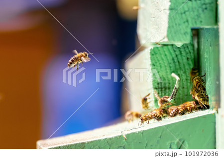 A bee in flight returns to the hive. Close-up A bee in flight returns to the hive. Close-up 101972036