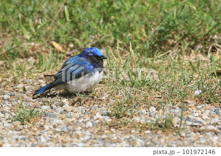 草地に降りてエサ探しをするオオルリ 101972146