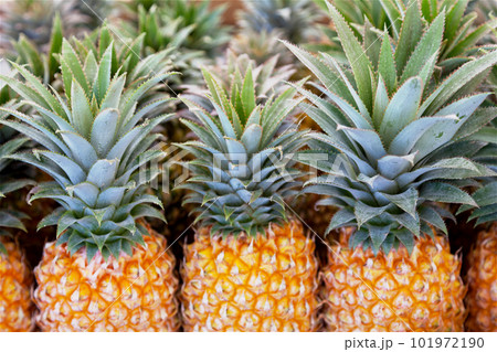 Row of pineapples on a market stall Row of pineapples on a market stall 101972190