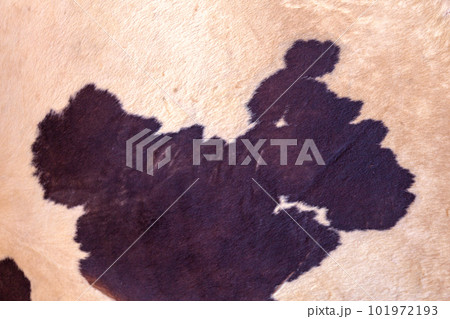 Cow fur background 101972193
