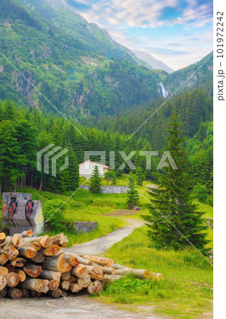 firewood logging. forest clearing. natural fuel 101972242