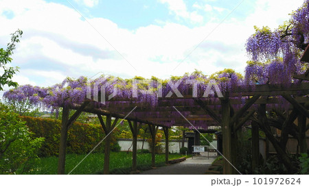 天赦園入口の藤棚 天赦園入口の藤棚 101972624