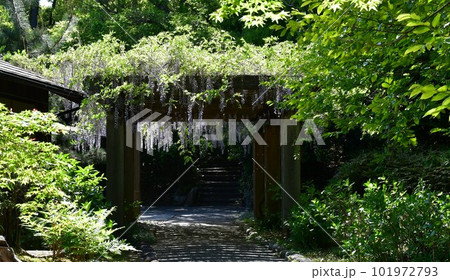 春の大倉公園 101972793