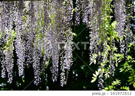 春の大倉公園 101972812