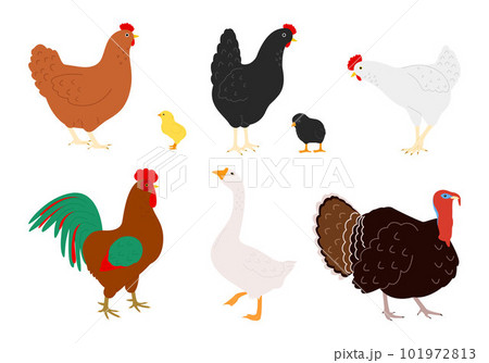 Farm bird species Farm bird species 101972813