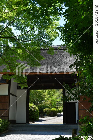 春の大倉公園 春の大倉公園 101972843