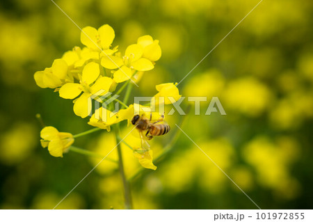 蜜蜂と菜の花 蜜蜂と菜の花 101972855