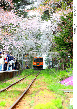 桜の咲く青森県芦野公園駅に向かう津軽鉄道の走れメロス号 桜の咲く青森県芦野公園駅に向かう津軽鉄道の走れメロス号 101972943