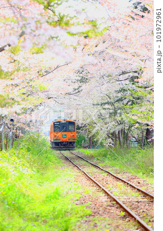 桜の咲く青森県芦野公園に向かう津軽鉄道の走れメロス号 桜の咲く青森県芦野公園に向かう津軽鉄道の走れメロス号 101972961