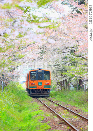 桜の咲く青森県芦野公園駅に向かう津軽鉄道の走れメロス号 桜の咲く青森県芦野公園駅に向かう津軽鉄道の走れメロス号 101972962