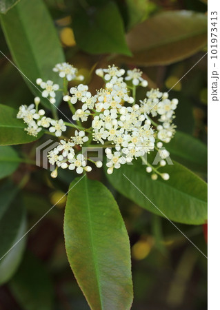 カナメモチの花 101973413