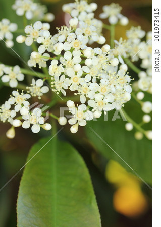カナメモチの花 カナメモチの花 101973415