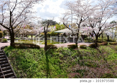佐野市 城山公園(佐野城跡)堀切と満開桜 佐野市 城山公園(佐野城跡)堀切と満開桜 101973580