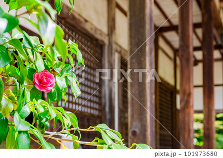 【奈良県】奈良市 白毫寺 (2023/04/11撮影) 101973680