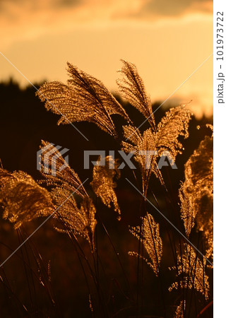 夕陽に照らされ金色に光り輝くススキ 101973722