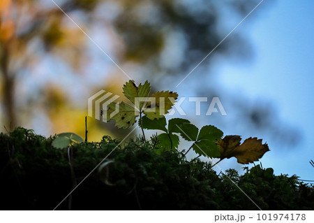 Green wild strawberry leaves against blue evening sky in sunset and trees on the background 101974178