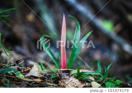 Green oblong green grass leaves with one red in the center standing on a hill as if dancing 101974179