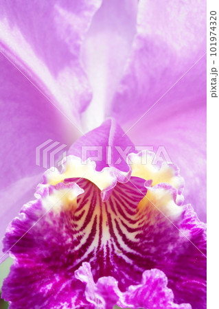 カトレヤ・リューデマンニアナ　Cattleya lueddemanniana　カトレアの原種 101974320