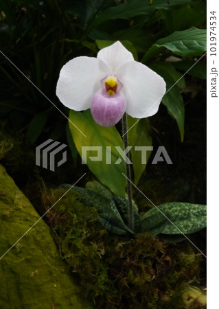 パフィオペディルム・デレナティ Paphiopedilum delenatii 洋ランの原種 パフィオペディルム・デレナティ Paphiopedilum delenatii 洋ランの原種 101974534