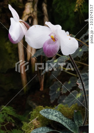 パフィオペディルム・デレナティ Paphiopedilum delenatii 洋ランの原種 パフィオペディルム・デレナティ Paphiopedilum delenatii 洋ランの原種 101974537