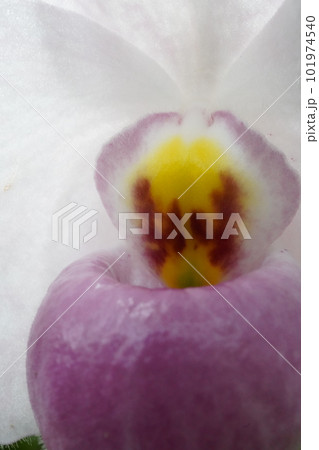 パフィオペディルム・デレナティ Paphiopedilum delenatii 洋ランの原種 パフィオペディルム・デレナティ Paphiopedilum delenatii 洋ランの原種 101974540