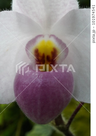 パフィオペディルム・デレナティ　Paphiopedilum delenatii　洋ランの原種 101974541