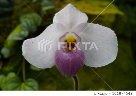 パフィオペディルム・デレナティ　Paphiopedilum delenatii　洋ランの原種 101974543