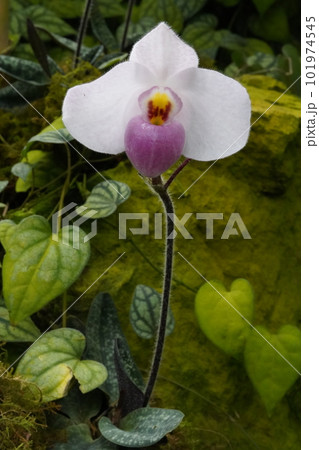 パフィオペディルム・デレナティ Paphiopedilum delenatii 洋ランの原種 パフィオペディルム・デレナティ Paphiopedilum delenatii 洋ランの原種 101974545