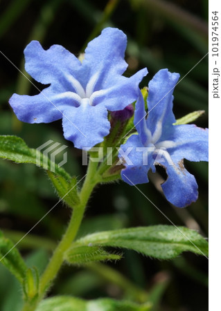 ホタルカズラの青紫色の花 ホタルカズラの青紫色の花 101974564