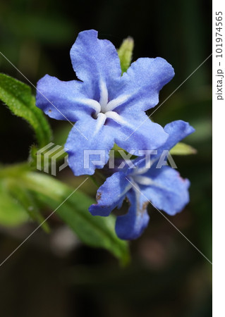 ホタルカズラの青紫色の花 ホタルカズラの青紫色の花 101974565