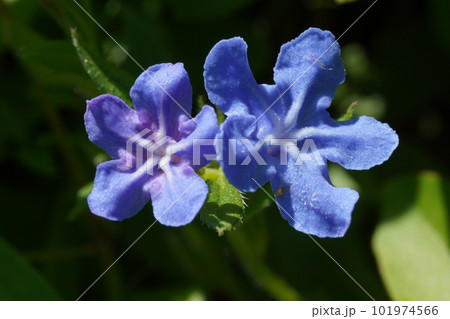 ホタルカズラの青紫色の花 ホタルカズラの青紫色の花 101974566