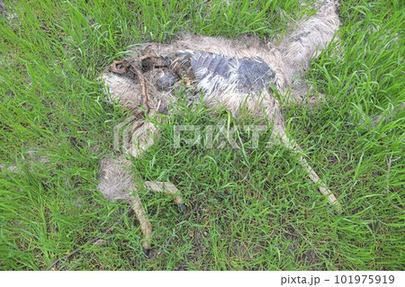 The remains of a dead deer. The remains of a dead fawn. The remains of a dead deer. The remains of a dead fawn. 101975919