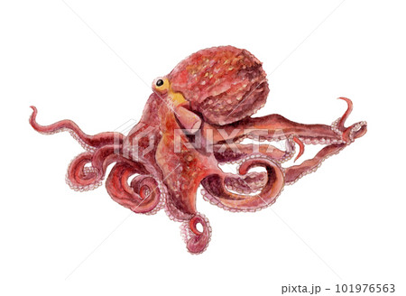 ミズダコ 手描き水彩画 101976563