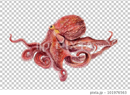 ミズダコ 手描き水彩画 101976563