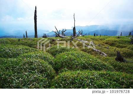 秋の吉野熊野国立公園　立ち枯れの樹々広がる正木峠から熊野灘を臨む 101976728