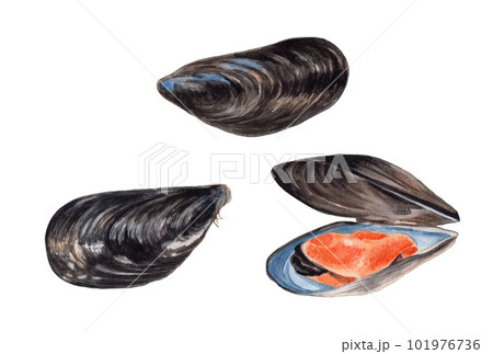 イガイ 手描き水彩画のイラスト素材 [101976736] - PIXTA