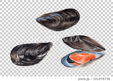 Mussel hand-painted watercolor Mussel hand-painted watercolor 101976736