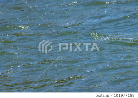 波の揺らぎ 101977189