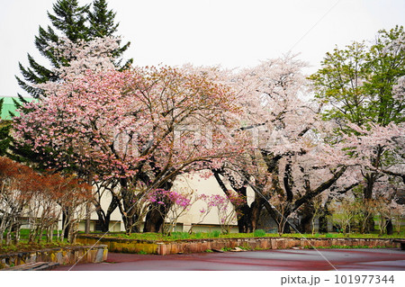 桜の名所　森町のオニウシ公園 101977344