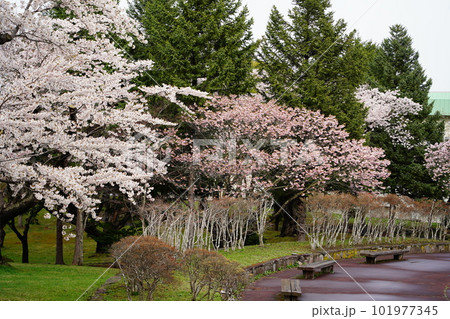 桜の名所 森町のオニウシ公園 桜の名所 森町のオニウシ公園 101977345
