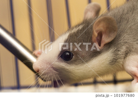 Close-up portrait head of white gray tame hairy curious mouse hamster with shiny eyes on light blurred background. Keeping pets at home, care and animals protection concept. Close-up portrait head of white gray tame hairy curious mouse hamster with shiny eyes on light blurred background. Keeping pets at home, care and animals protection concept. 101977680