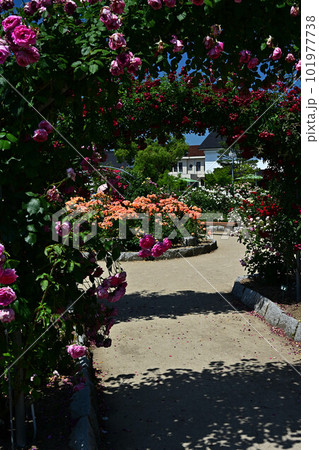 綾部バラ園より 綾部バラ園より 101977738