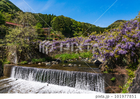 徳地の愛のふじ橋 101977851